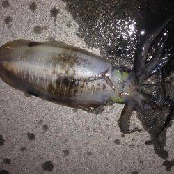 連日アオリ釣果　